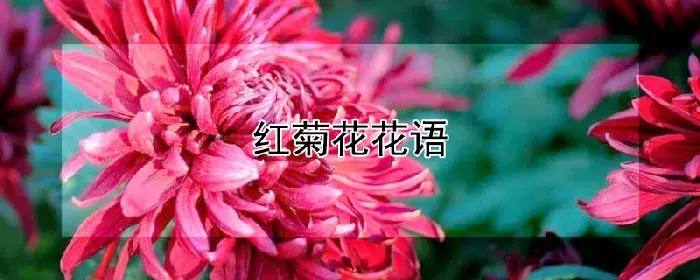 红菊花花语