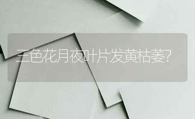 三色花月夜叶片发黄枯萎？ | 多肉养殖