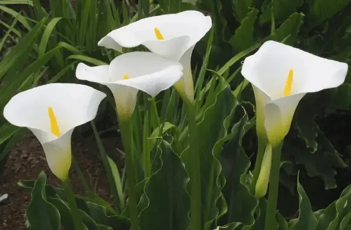 马蹄莲的种植方法介绍