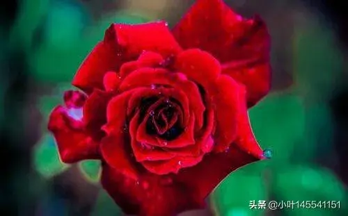 兰花红玫瑰什么时候开花？