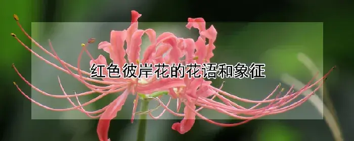 红色彼岸花的花语和象征