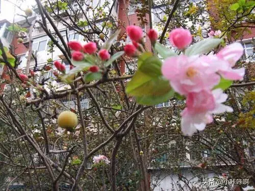 海棠花秋天能开花吗？