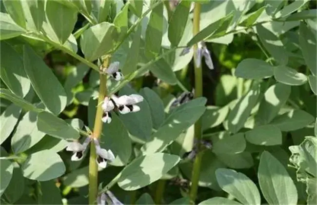 大豆花荚期管理要点