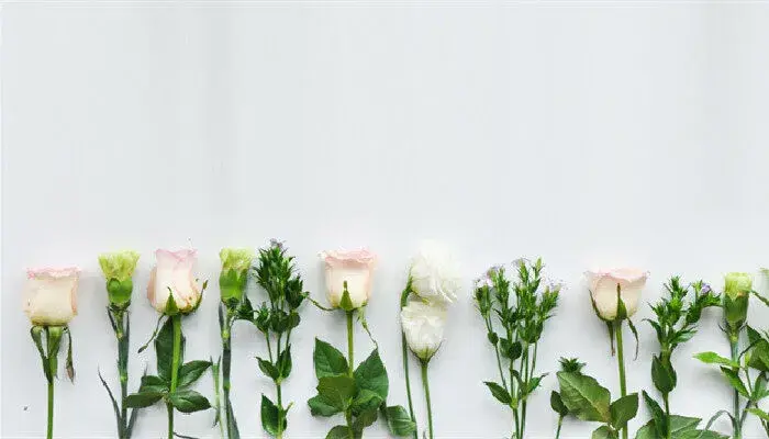 什么花的花语是父亲