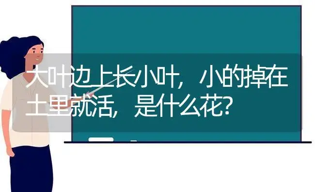 大叶边上长小叶,小的掉在土里就活,是什么花？ | 多肉养殖