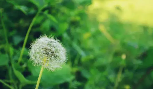 十大悲花花语有哪些？