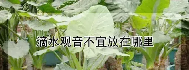 滴水观音不宜放在哪里