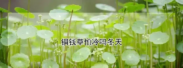 铜钱草怕冷吗冬天