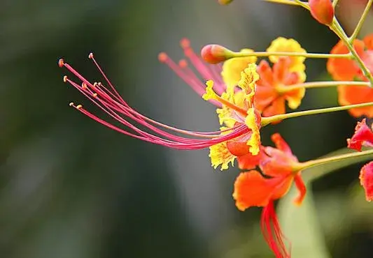 金凤花的花语是什么，金凤花的传说故事/花语逃亡