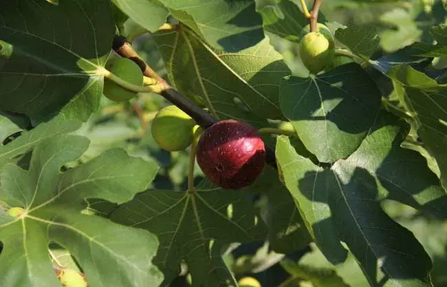 无花果栽培技术