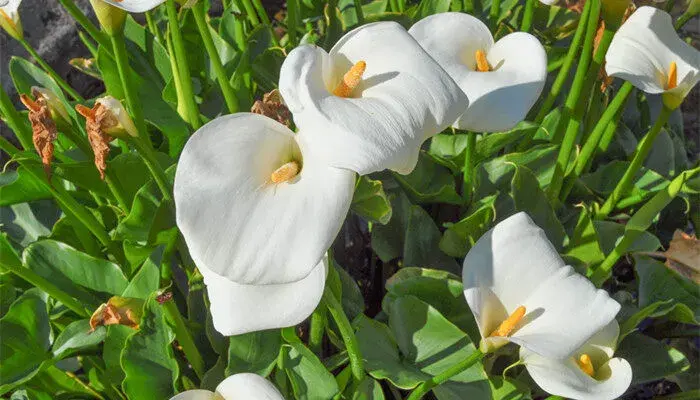 海芋花语 海芋的花语和寓意