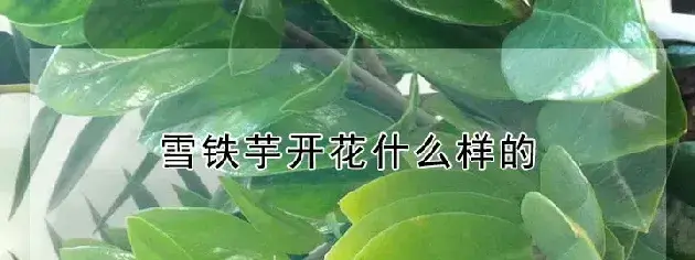 雪铁芋开花什么样的