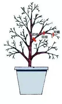 栀子花绿篱修剪的方法？