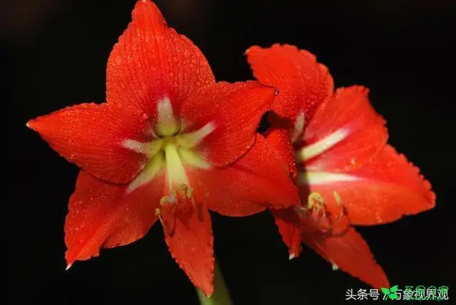 花语花香——坚持信念与笃定的百枝莲有哪些？