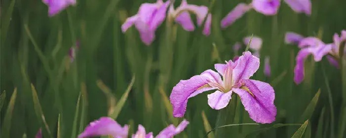 紫色鸢尾花花语是绝望的爱吗 紫色鸢尾花花语到底是绝望的爱吗