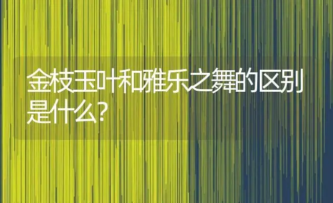 金枝玉叶和雅乐之舞的区别是什么？ | 多肉养殖