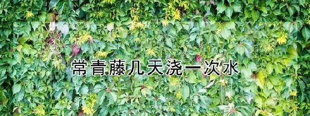 常青藤几天浇一次水