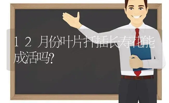 12月份叶片扦插长寿花能成活吗? | 多肉养殖