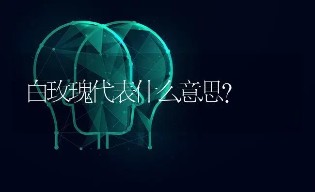 白玫瑰代表什么意思？ | 绿植常识