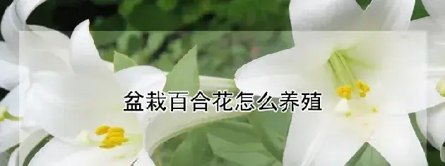 盆栽百合花怎么养殖