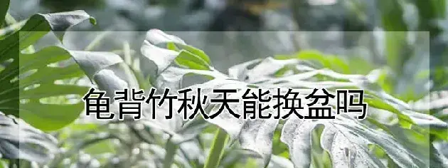 龟背竹秋天能换盆吗