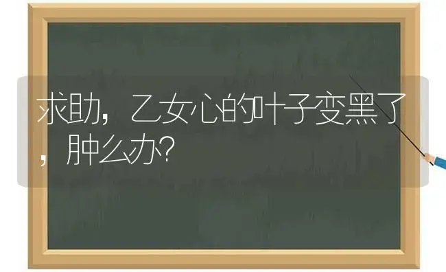 求助,乙女心的叶子变黑了,肿么办？ | 多肉养殖