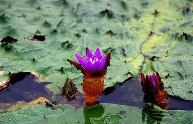 芡实怎么种好