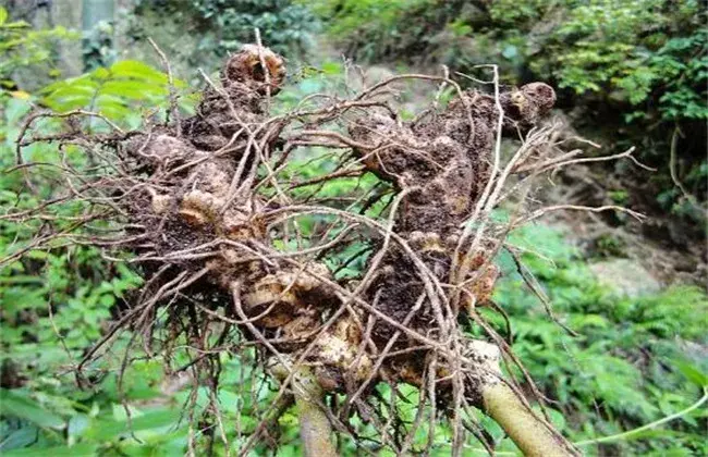 黄精的田间管理要点