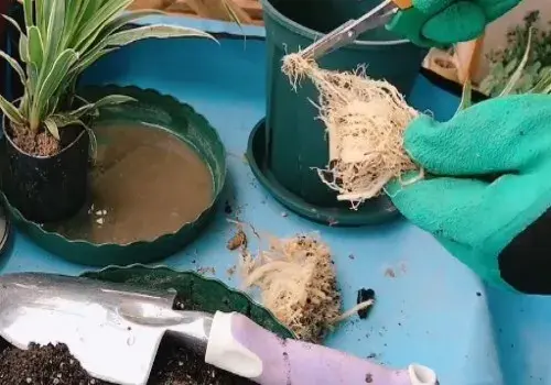 盆栽修剪 | 吊兰倒盆用修根吗