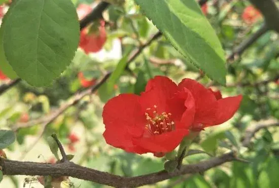 贴梗海棠什么时候开花，贴梗海棠花期多久/3月开花花语美