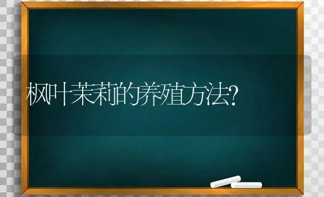 枫叶茉莉的养殖方法？ | 绿植常识