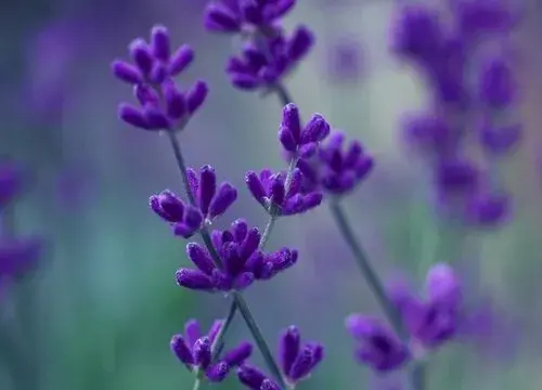 表示陪伴的花 花语是陪伴的花