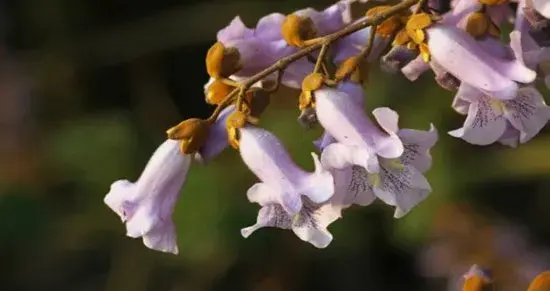 泡桐花有哪些颜色？泡桐花的花语及图片