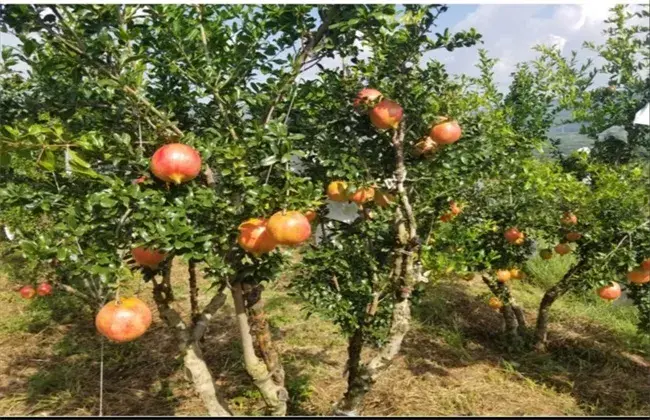 石榴夏天管理技术