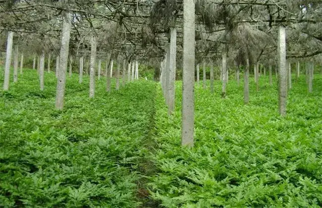 黄连怎样进行田间管理