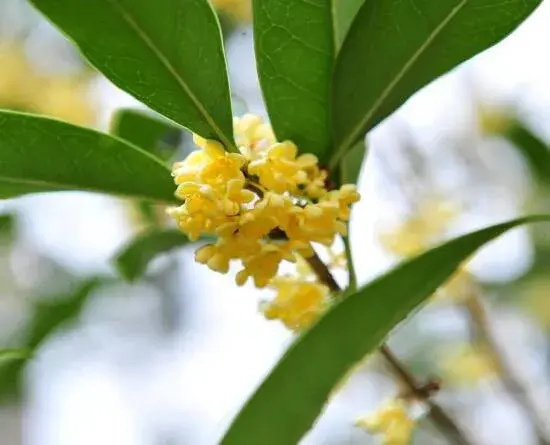 桂花的花语是什么，送桂花的含义是什么(象征吉祥美好)