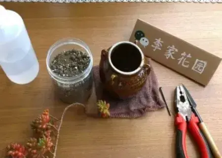 盆景制作 | 虹之玉老桩小盆景制作方法