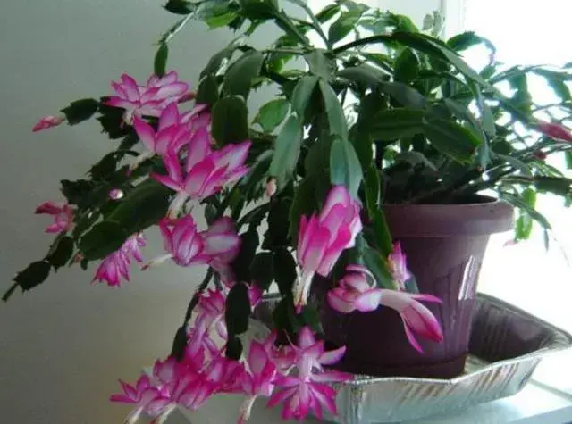 蟹爪兰开花时间长了怎么处理？