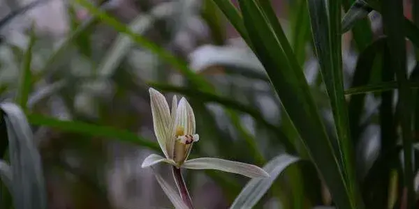 兰花花语是什么？美好与高洁_花语大全