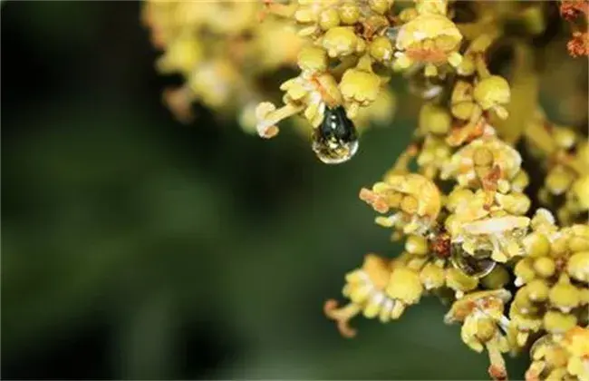 荔枝沤花 因素及防治和治疗办法