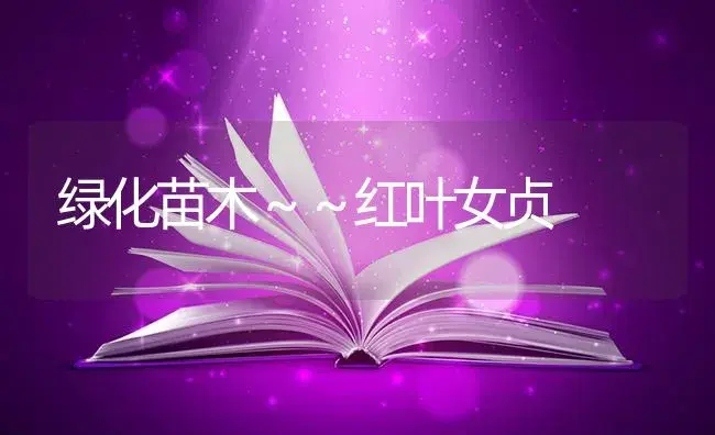 绿化苗木～～红叶女贞 | 特种种植