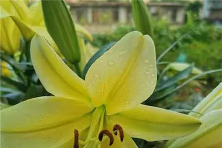 香水百合一年开几次花，香水百合花语