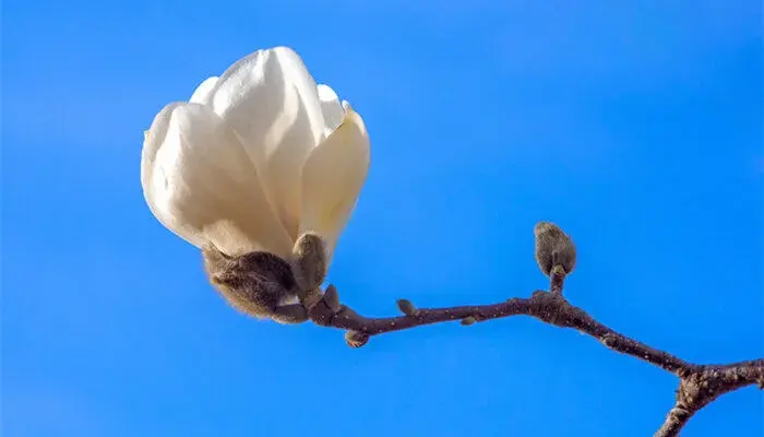 紫玉兰花语和寓意