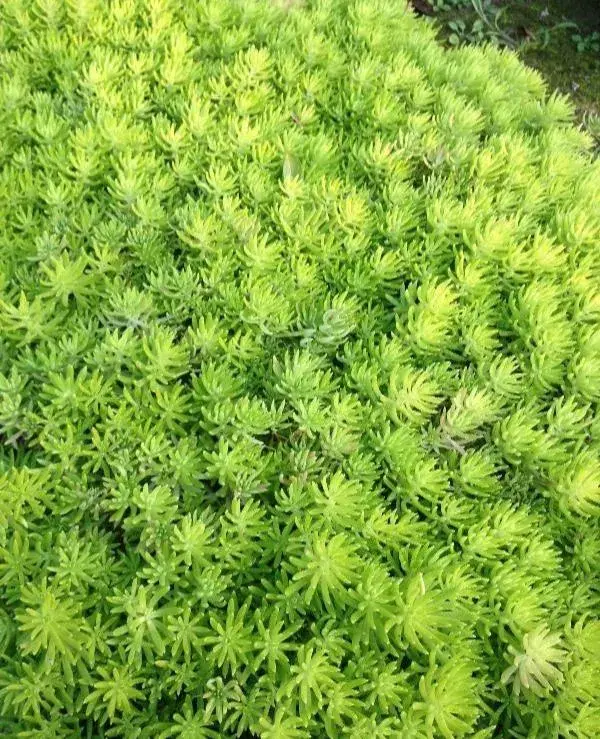 佛甲草叶子特征？