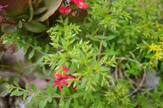 垂盆草开花吗，垂盆草花语有哪些？