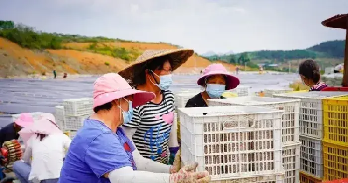 贵州瓮安县全力做好秋冬季黑木耳生产