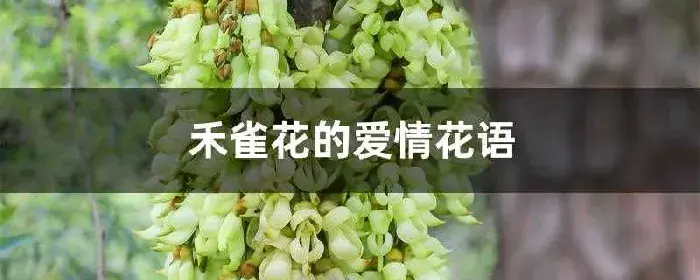 禾雀花的爱情花语