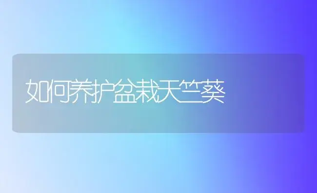 如何养护盆栽天竺葵 | 家庭养花