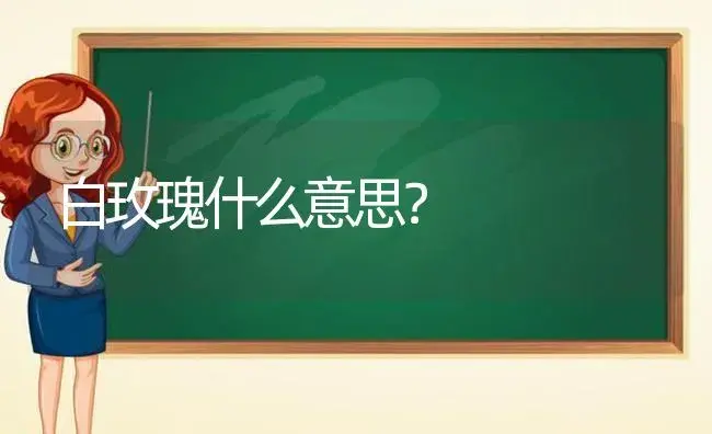 白玫瑰什么意思？ | 绿植常识