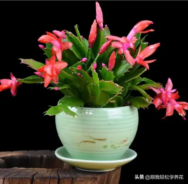 蟹爪兰是喜阴植物,还是喜阳植物？